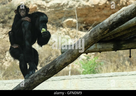 Jérusalem, Israël. 1er août 2016. Une femelle chimpanzé marche off avec un bébé sur son dos. Les animaux sont encouragés à baignoire et nourris de fruits congelés pour leur amusement et pour les aider à faire face à des températures estivales élevées du Zoo Biblique de Jérusalem. Credit : Alon Nir/Alamy Live News Banque D'Images