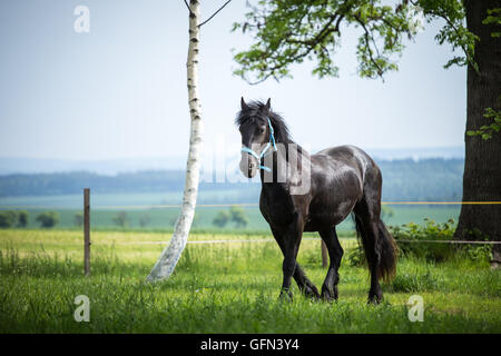 Colt frison dans le pré. Cheval frison noir. Banque D'Images