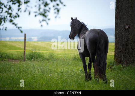 Colt frison dans le pré. Cheval frison noir. Banque D'Images
