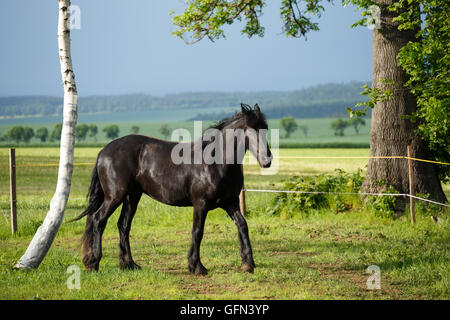 Colt frison dans le pré. Cheval frison noir. Banque D'Images