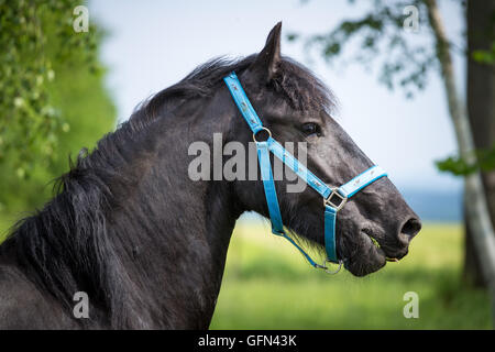 Colt frison dans le pré. Cheval frison noir. Banque D'Images