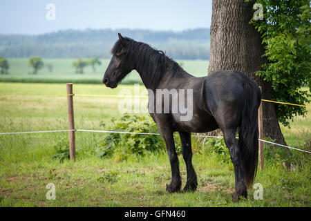 Colt frison dans le pré. Cheval frison noir. Banque D'Images