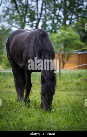 Colt frison dans le pré. Cheval frison noir. Banque D'Images