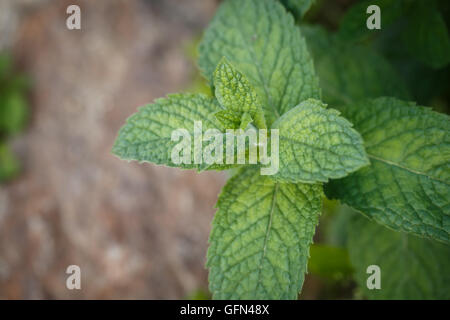 Les feuilles de menthe. Feuille de menthe plantes vertes. Banque D'Images