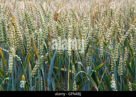 Champ de blé. Des épis de blé de près. Contexte de la maturation des épis de blé meadow field. Riche récolte concept. Banque D'Images