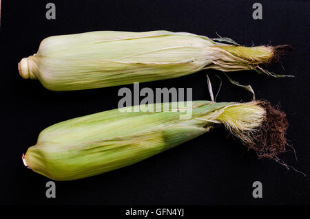 Le maïs frais non ouvert avec s/n Banque D'Images