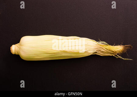 Le maïs frais non ouvert avec s/n Banque D'Images