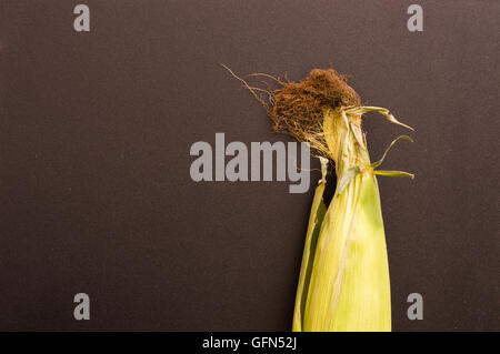 Le maïs frais non ouvert avec s/n Banque D'Images