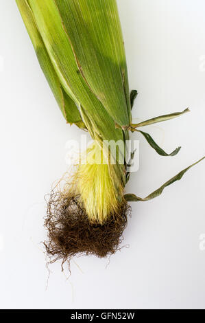 Le maïs frais non ouvert avec s/n Banque D'Images