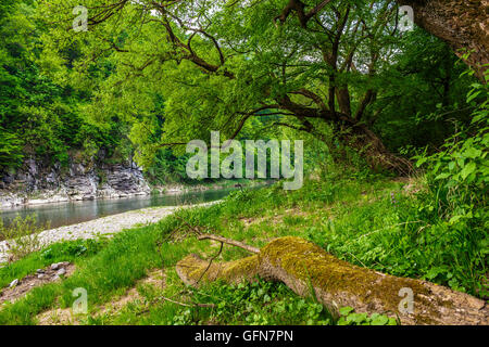 Vieil arbre avec une grande couronne et puissantes racines près de la rivière plage de galets avec une côte rocheuse de l'autre côté de la rivière Banque D'Images