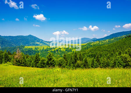 Les herbes de prairie de montagne avec une gamme de sapins sur le coteau sous ciel bleu avec quelques nuages Banque D'Images