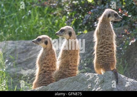 Trinité de suricates assis sur un rocher en position verticale. Les deux sont à la recherche à gauche et une à droite. Banque D'Images
