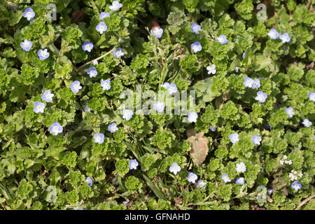 Veronica persica en pleine floraison Banque D'Images