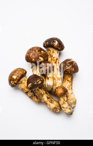 Champignons matsutake - Isolated on White Banque D'Images