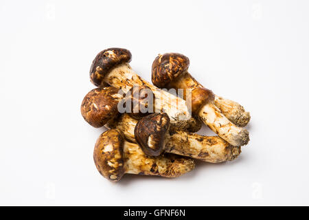 Champignons matsutake - Isolated on White Banque D'Images