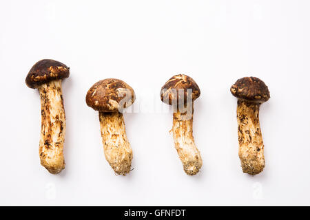 Champignons matsutake - Isolated on White Banque D'Images