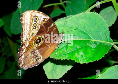 BLUE MORPHO MORPHO (PELIEIDES) Banque D'Images