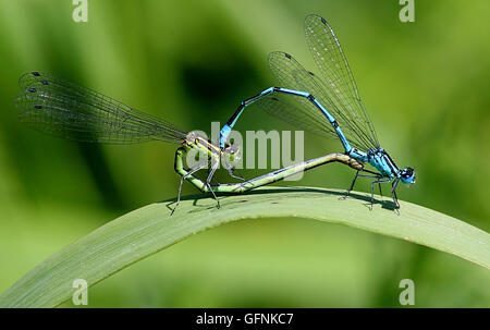 Les hommes et les femmes ou Bluets commun européen bleu commune de demoiselles (Enallagma atricollis) Banque D'Images