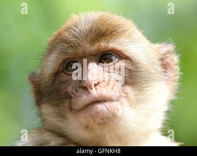 Gros plan Portrait d'un jeune Barbary macaque (Macaca sylvanus) Banque D'Images