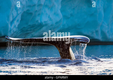 Baleine à bosse avec iceberg contexte pris dans la baie de Disko Groenland Banque D'Images