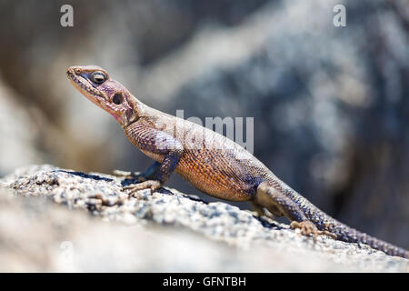 Gecko debout sur un rocher en Afrique Banque D'Images