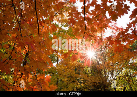 La solarisation et couleurs d'automne Banque D'Images