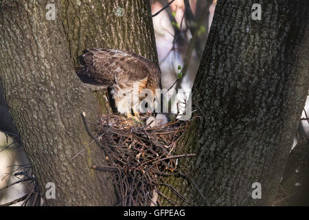 Red-tailed hawk nest Banque D'Images