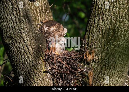 Red-tailed hawk nest Banque D'Images