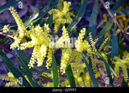 Fleurs jaune d'or de Sydney Wattle (Acacia longifolia) dans le Royal National Park, New South Wales, Australia Banque D'Images