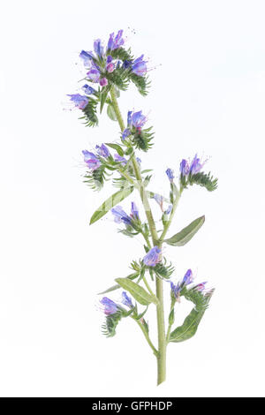 Plante bourrache (Borago officinalis) isolé sur fond blanc Banque D'Images