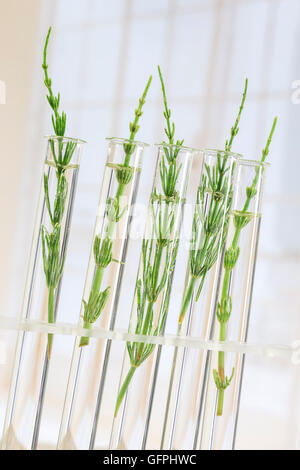 La prêle des plantes médicinales dans des tubes à essai Banque D'Images