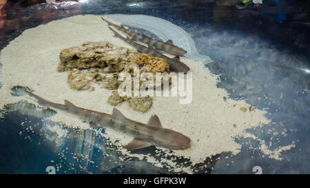 Trois requins de toucher à Monaco Musée océanographique Banque D'Images