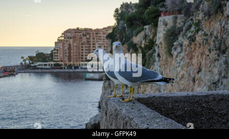 Couple de mouettes sur mur à Monaco Banque D'Images