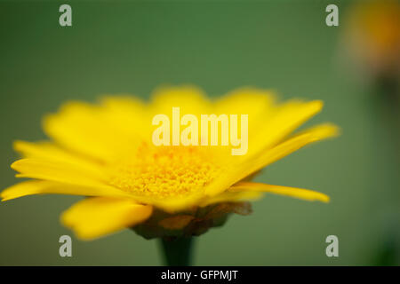 Le maïs jaune de fleurs sauvages d'été marigold Jane Ann Butler Photography JABP1511 Banque D'Images