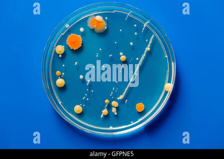 Les colonies de bactéries sur des boîtes de Pétri sur bleu Banque D'Images