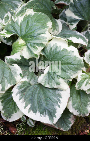 Bold, arme blanche feuillage de la plante vivace, Brunnera macrophylla 'Hadspen Cream' Banque D'Images