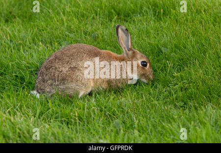 Lapin (Sylvilagus floridanus) Banque D'Images