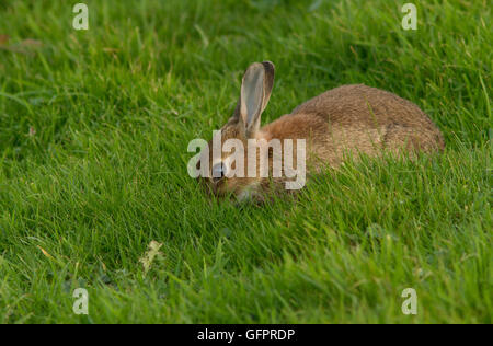 Lapin (Sylvilagus floridanus) Banque D'Images