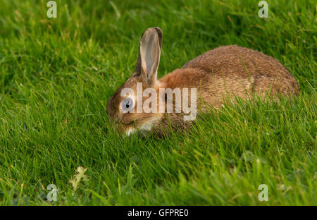 Lapin (Sylvilagus floridanus) Banque D'Images