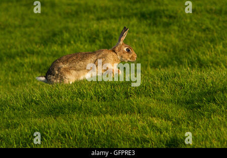 Lapin (Sylvilagus floridanus) Banque D'Images
