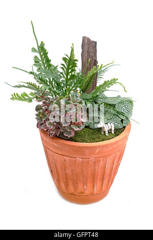 Jardin miniature dans un pot d'isoler sur blanc Banque D'Images