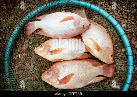 Vue de dessus du tilapia rouge dans le net , prête pour la cuisson Banque D'Images