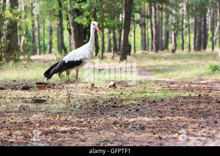 Stork dans la forêt Banque D'Images