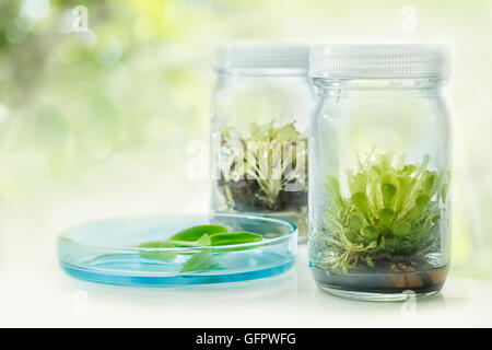Drosera (plante carnivore),la culture de tissus végétaux en laboratoire on white Banque D'Images