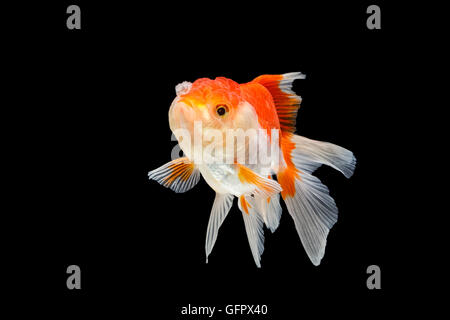 Oranda poisson rouge isolé sur fond noir Banque D'Images