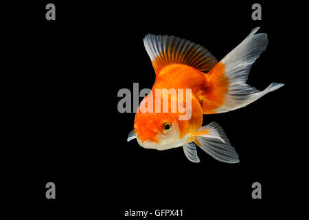 Oranda poisson rouge isolé sur fond noir Banque D'Images