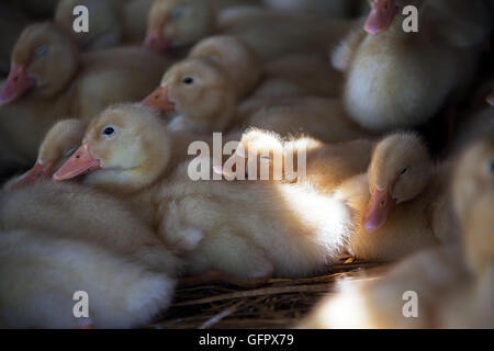 Mignon petit canard de couchage. Banque D'Images