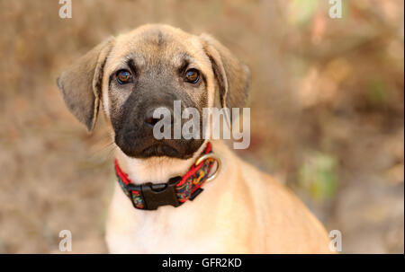 Curieux regard de chien est un chiot mignon à la droite avec un regard de l'émerveillement dans ses yeux. Banque D'Images