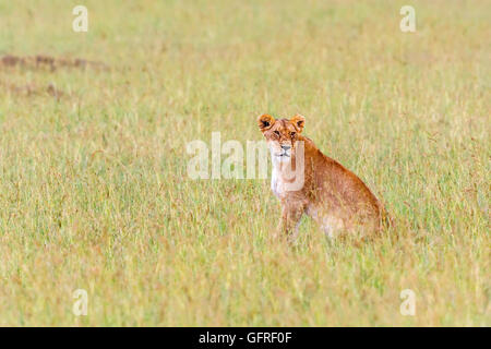 Lionne assis dans l'herbe de la savane et regarder Banque D'Images