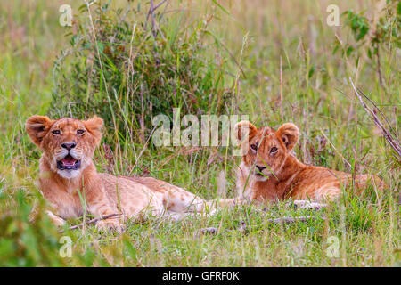 Deux Lionceaux allongé dans l'herbe dans la savane Banque D'Images